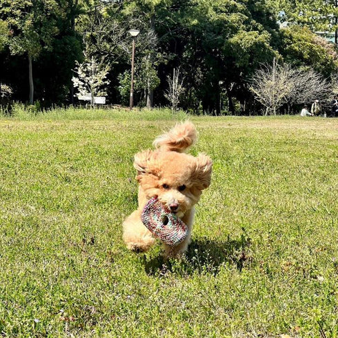 コットン製フリスビーで遊ぶ犬3