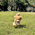 コットン製フリスビーで遊ぶ犬3