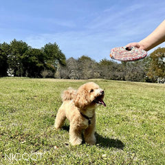 犬とコットン製フリスビー1