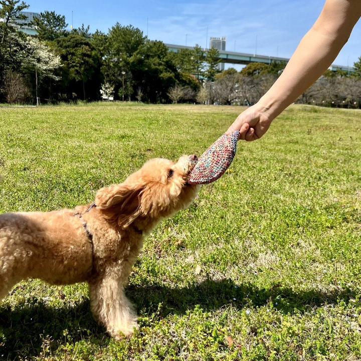 コットン製フリスビーで遊ぶ犬2