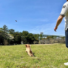 コットン製フリスビーで遊ぶ犬4