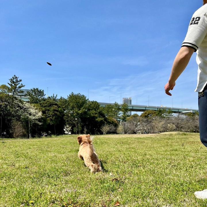 コットン製フリスビーで遊ぶ犬4