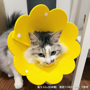 ソフトエリザベスカラーを着用した猫