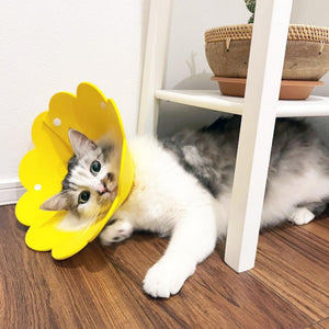 ソフトエリザベスカラーを着用した猫