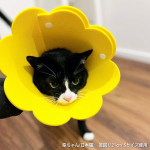 ソフトエリザベスカラーを着用した猫3