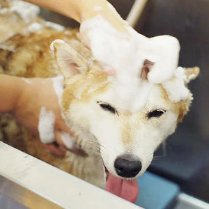 WAFONA 自然派シャンプー
